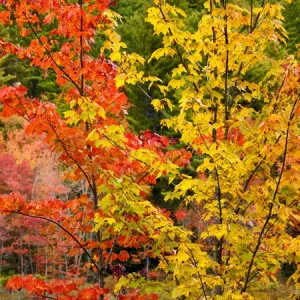 USA, New Hampshire, White Mountains, Young maples in autumn USA, New Hampshire, White Mountains, Young maples in autumn