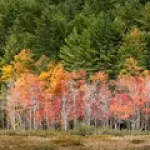 USA, New Hampshire, White Mountains, Panoramic view of maples in autumn USA, New Hampshire, White Mountains, Panoramic view of maples in autumn