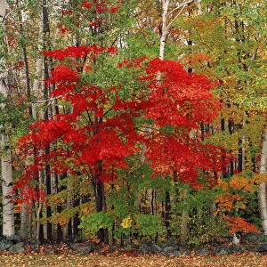 USA, New Hampshire, White Mountains National Forest, Red Maple tree and White Birch