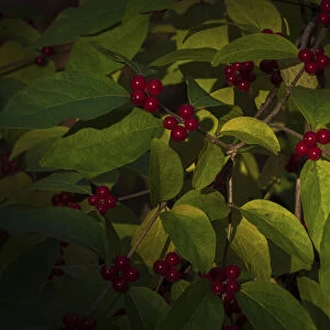 USA, New Jersey, Cape May. Close-up of green leaves and red berries