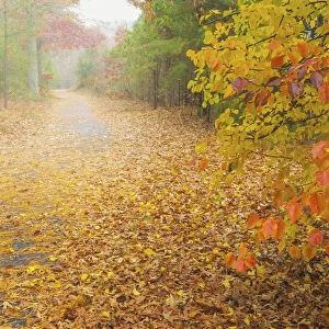 USA, New Jersey, Cape May. Leaf-covered road through autumn forest