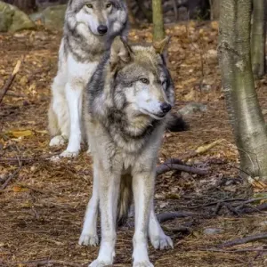 USA, New Jersey, Columbia, Lakota Wolf Preserve. Close-up of timber wolves. Credit as USA, New Jersey, Columbia, Lakota Wolf Preserve. Close-up of timber wolves. Credit as