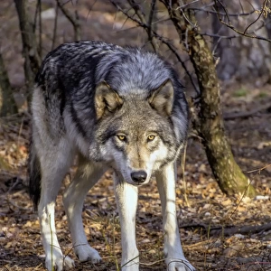 USA, New Jersey, Columbia, Lakota Wolf Preserve