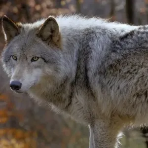 USA, New Jersey, Columbia, Lakota Wolf Preserve. Close-up of timber wolf. Credit as USA, New Jersey, Columbia, Lakota Wolf Preserve. Close-up of timber wolf. Credit as