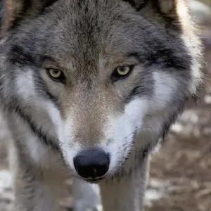 USA, New Jersey, Columbia, Lakota Wolf Preserve. Close-up of timber wolfs head USA, New Jersey, Columbia, Lakota Wolf Preserve. Close-up of timber wolfs head