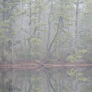 USA, New Jersey, Pine Barrens National Preserve. Foggy forest landscape reflects in lake