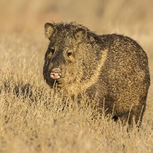 USA, New Mexico, Bosque Del Apache National Wildlife Refuge. Javelina close-up in grass