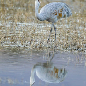USA, New Mexico, Bosque Del Apache National Wildlife Refuge. Sandhill crane in water