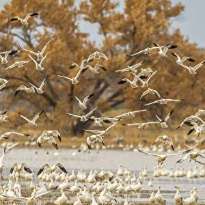 USA, New Mexico, Bosque Del Apache National Wildlife Refuge. Birds taking off from flock