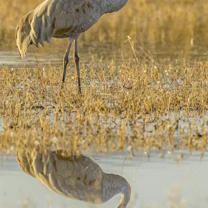 USA, New Mexico, Bosque Del Apache National Wildlife Refuge. Sandhill crane reflects in water