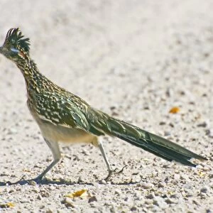 USA, New Mexico, Bosque del Apache National Wildlife Refuge. Greater roadrunner crossing road