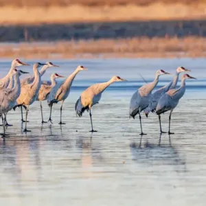 USA, New Mexico, Bosque del Apache Natural Wildlife Refuge. Sandhill cranes on ice at sunrise