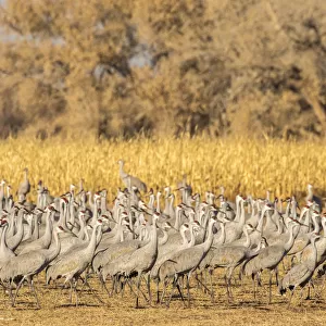 USA, New Mexico, Ladd S. Gordon Waterfowl Complex. Flock of sandhill cranes. Credit as