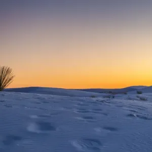USA, New Mexico, White Sands National Monument, Sunset desert and yucca plant. Credit as
