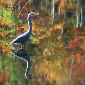USA, New York, Adirondacks, Great Blue Heron in Fall Reflection USA, New York, Adirondacks, Great Blue Heron in Fall Reflection