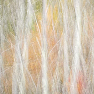USA, New York, Adirondacks. Keene, abstract of autumn foliage and bare trees