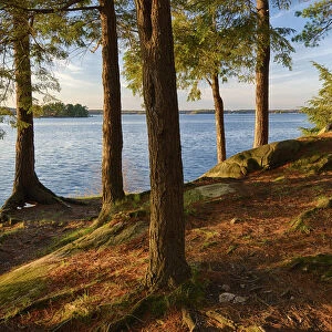 USA, New York State. Pine trees bathed in evening light along the St. Lawrence River