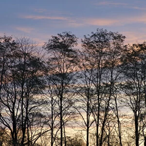 USA, New York State. Trees silhouetted against a November sky