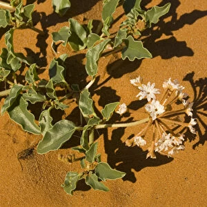 USA, NM. Dramatic contrast of blooming succulent white wildflower against red desert