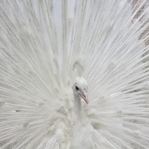 USA; North America; Fla; White peacock in breeding plumage