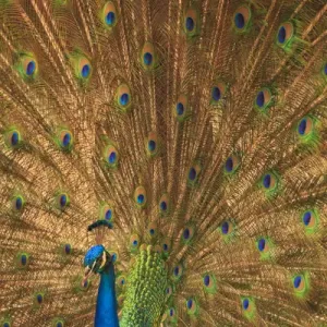 USA; North America; Florida; St. Augustine; Male peacosk strutting in breeding plumage