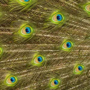 USA; North America; Florida; St. Augustine; Tail feathers of male peacock during