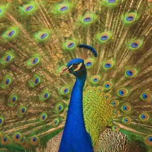 USA; North America; Florida; St. Augustine; Male peacosk strutting in breeding plumage