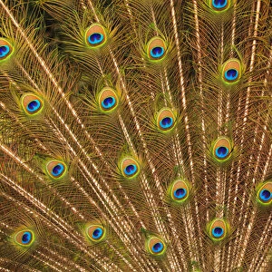 USA; North America; Florida; St. Augustine; Tail feathers of male peacock during