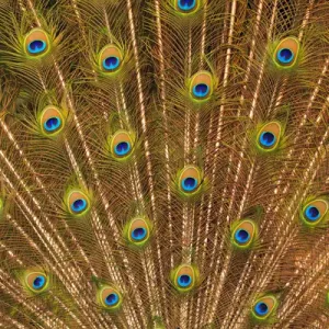 USA; North America; Florida; St. Augustine; Tail feathers of male peacock during