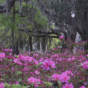 USA, North America, Georgia, Savannah. Azaleas blooming in Bonaventure Cemetery