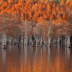 USA; North America; Georgia; Twin City; Cypress trees in the fall at sunset USA; North America; Georgia; Twin City; Cypress trees in the fall at sunset