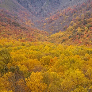 USA; North America, Smoky Mountains National Park; Fall foliage in the Smoky Mountains
