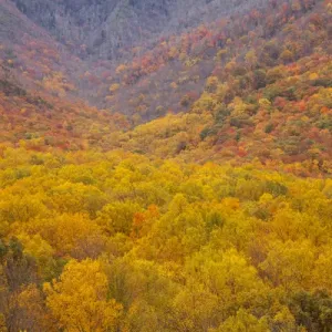 USA; North America, Smoky Mountains National Park; Fall foliage in the Smoky Mountains