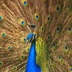 USA; North America; South Carolina; Charleston; Male peacock strutting in breeding