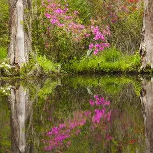 USA; North America; South Carolina Charleston; Azaleas bloomimg at Magnolia Gardens