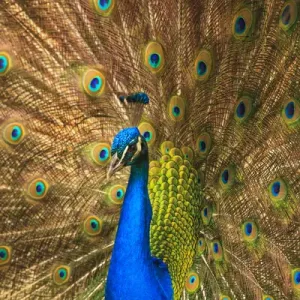 USA; North America; South Carolina; Charleston; Male peacock strutting in breeding