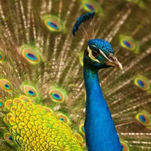 USA; North America; South Carolina; Charleston; Peacock feathers during breeding season