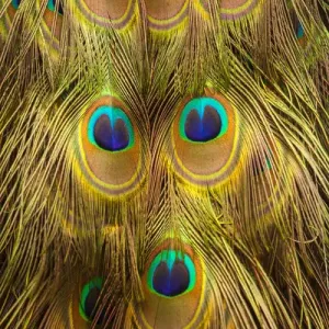 USA; North America; South Carolina; Charleston; Peacock feathers during breeding season