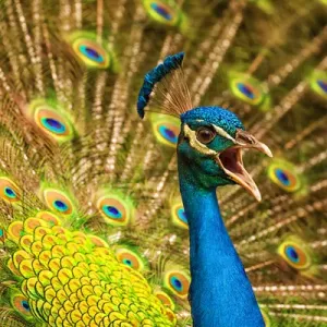 USA; North America; South Carolina Charleston; Vocal Peacock in breeding plumage