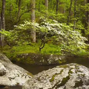 USA; North America; Tennessee; Great Smoky Mountain NP; Dogwood tree on the bank