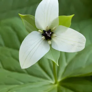 USA, North Carolina, Blue Ridge Parkway, White trillium blooming