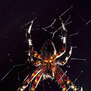 USA, North Carolina, Burlington, Barn Spider (Araneus cavaticus)