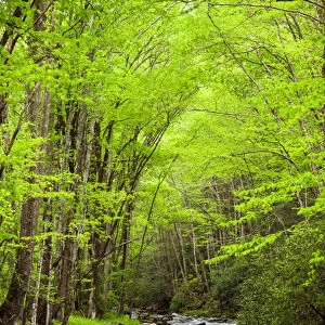 USA, North Carolina, Great Smoky Mountains National Park, Straight Fork flows through