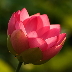 USA; North Carolina; Lotus blossom with backlighting