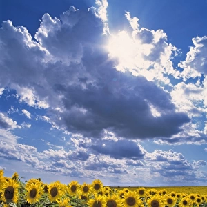 USA, North Dakota, Cass Co. Sunflowers talk amongst themselves as thunderclouds form overhead
