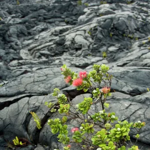 USA. Ohia Lehua tree on the Big Island of Hawaii. These trees are early colonizers