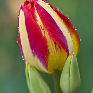 USA, Ohio. Close-up of single tulip flower with buds. Credit as: Nancy Rotenberg