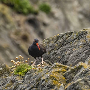 USA, Oregon, Bandon Beach. Black oystercatcher bird on rock