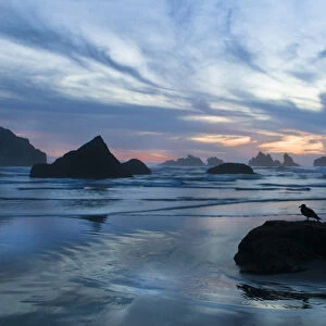 USA, Oregon, Bandon Beach. Seagull silhouette on coastline rock at sunset