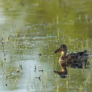 USA, Oregon, Baskett Slough National Wildlife Refuge, Northern Shoveler (Anas clypaeta)